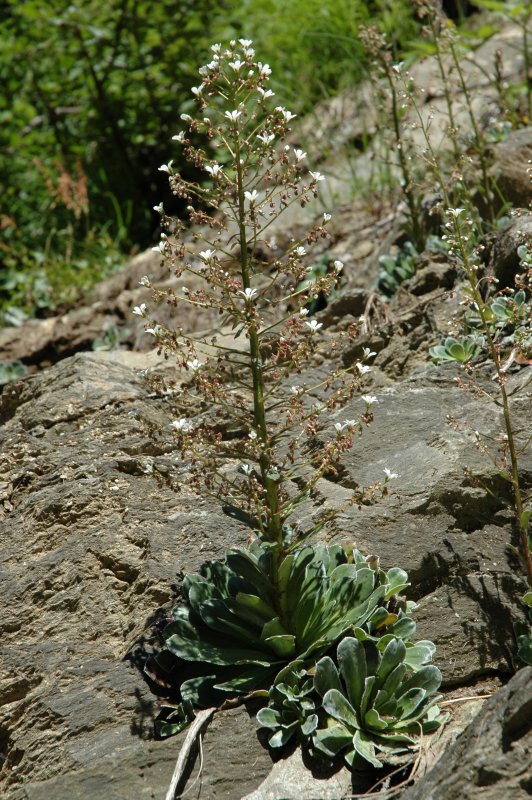 Saxifraga cotyledon / Sassifraga piramidale